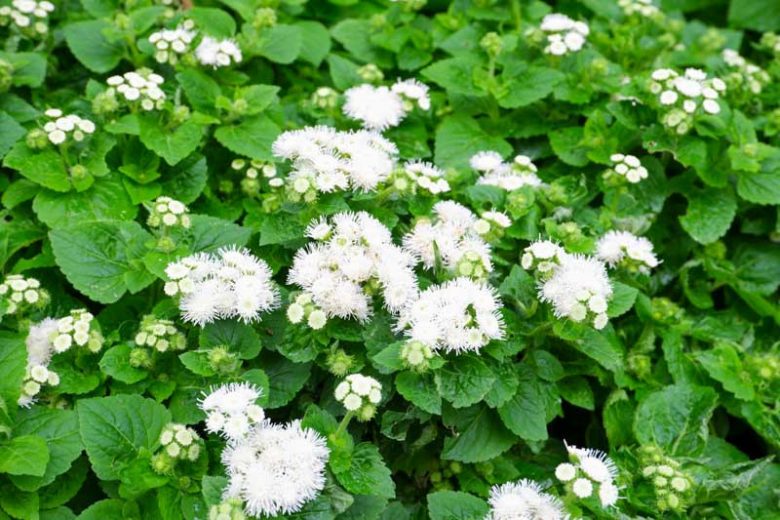 Floss Flower 'Dondo White', Ageratum Houstonianum 'Dondo White', Ageratum Dondo White, White flowers, White annuals