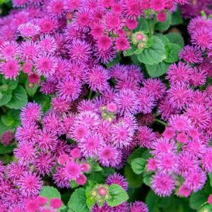 Floss Flower 'Red Bouquet', Ageratum Houstonianum 'Red Bouquet', Ageratum Red Bouquet, Pink flowers, Pink annuals, Pink Ageratum