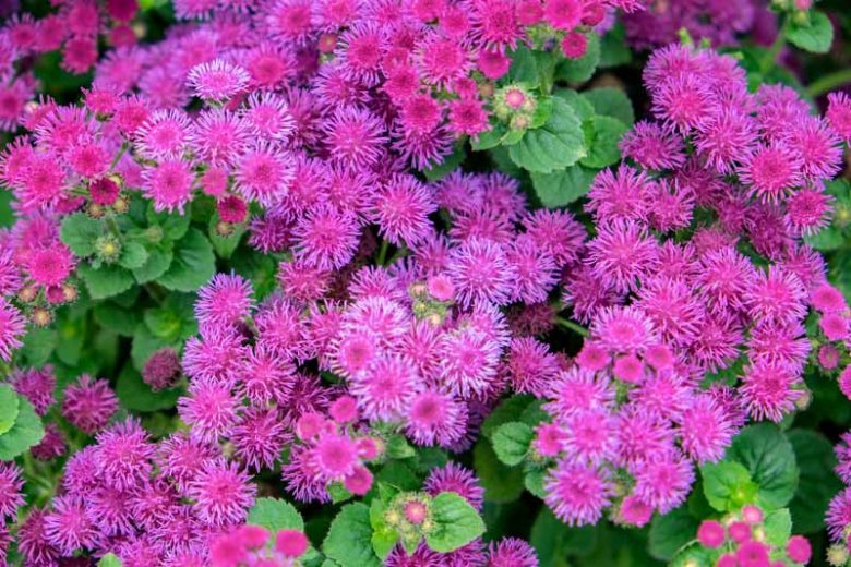Floss Flower 'Red Bouquet', Ageratum Houstonianum 'Red Bouquet', Ageratum Red Bouquet, Pink flowers, Pink annuals, Pink Ageratum