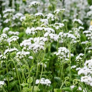Floss Flower 'White Bouquet', Ageratum Houstonianum 'White Bouquet', Ageratum White Bouquet, White flowers, White annuals, White Ageratum