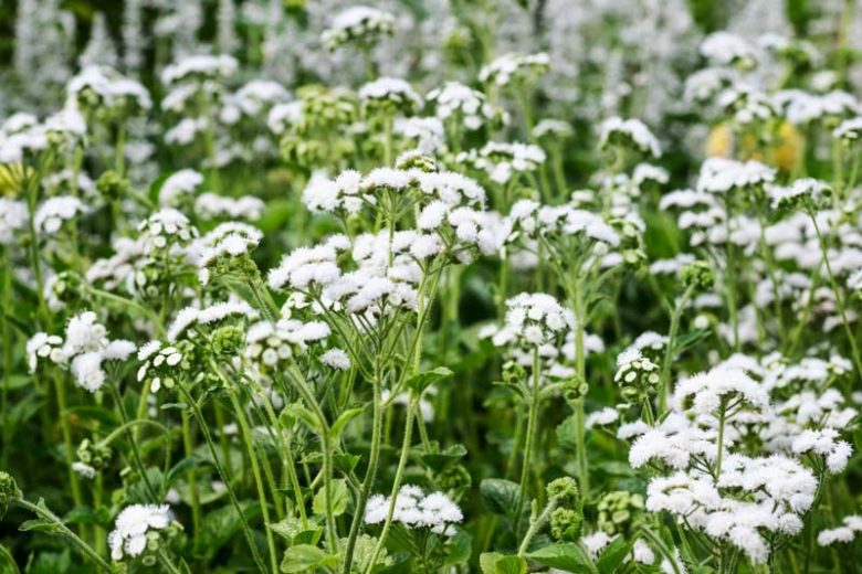 Floss Flower 'White Bouquet', Ageratum Houstonianum 'White Bouquet', Ageratum White Bouquet, White flowers, White annuals, White Ageratum