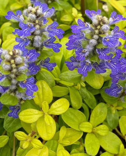 Ajuga Feathered Friends™ 'Cordial Canary', Yellow Ajuga, Golden Ajuga, Yellow Carpet Bugle, Bugle Feathered Friends™ 'Cordial Canary', Carpet Bugle Feathered Friends™ 'Cordial Canary', Carpetweed Feathered Friends™ 'Cordial Canary'