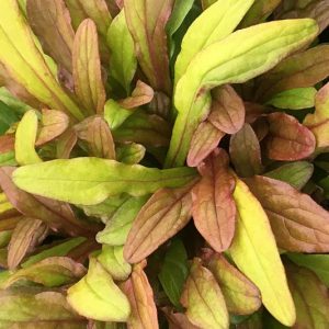 Ajuga Feathered Friends™ 'Fancy Finch', Yellow Ajuga, Golden Ajuga, Yellow Carpet Bugle, Bugle Feathered Friends™ 'Fancy Finch', Carpet Bugle Feathered Friends™ 'Fancy Finch', Carpetweed Feathered Friends™ 'Fancy Finch'