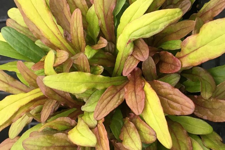 Ajuga Feathered Friends™ 'Fancy Finch', Yellow Ajuga, Golden Ajuga, Yellow Carpet Bugle, Bugle Feathered Friends™ 'Fancy Finch', Carpet Bugle Feathered Friends™ 'Fancy Finch', Carpetweed Feathered Friends™ 'Fancy Finch'