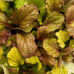 Ajuga Feathered Friends™ 'Parrot Paradise', Yellow Ajuga, Golden Ajuga, Yellow Carpet Bugle, Bugle Feathered Friends™ 'Parrot Paradise', Carpet Bugle Feathered Friends™ 'Parrot Paradise', Carpetweed Feathered Friends™ 'Parrot Paradise'