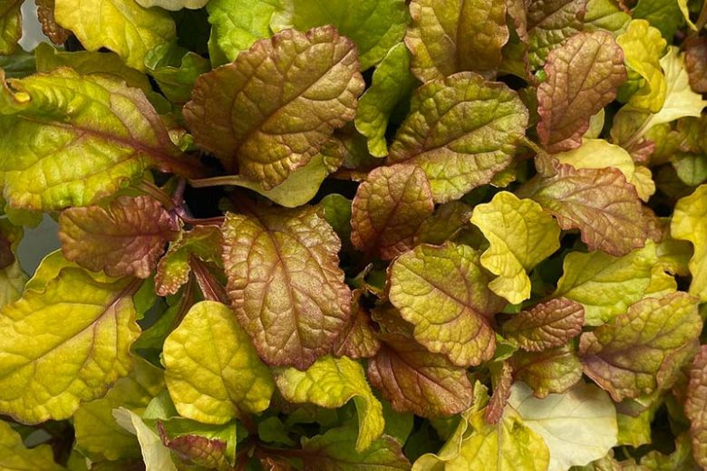 Ajuga Feathered Friends™ 'Parrot Paradise', Yellow Ajuga, Golden Ajuga, Yellow Carpet Bugle, Bugle Feathered Friends™ 'Parrot Paradise', Carpet Bugle Feathered Friends™ 'Parrot Paradise', Carpetweed Feathered Friends™ 'Parrot Paradise'