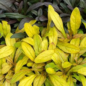 Ajuga Feathered Friends™ 'Petite Parakeet', Yellow Ajuga, Golden Ajuga, Yellow Carpet Bugle, Bugle Feathered Friends™ 'Petite Parakeet', Carpet Bugle Feathered Friends™ 'Petite Parakeet', Carpetweed Feathered Friends™ 'Petite Parakeet'