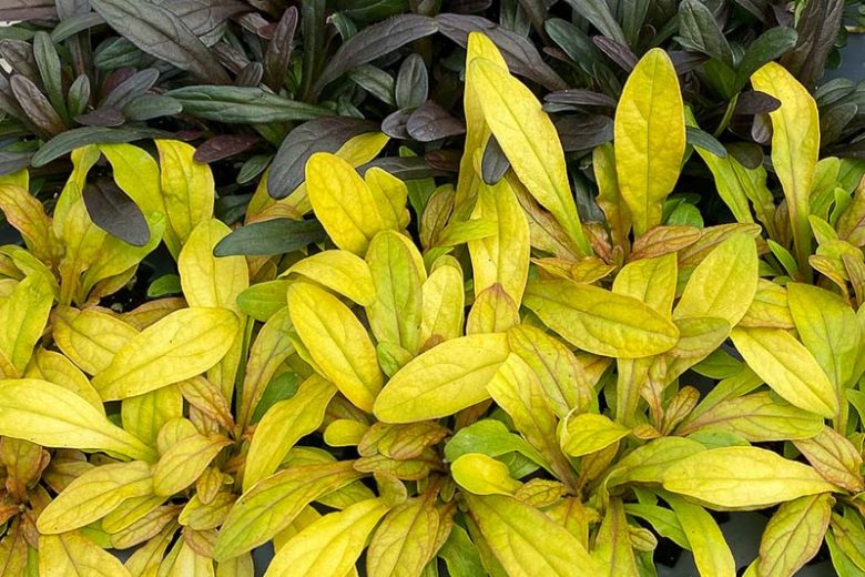 Ajuga Feathered Friends™ 'Petite Parakeet', Yellow Ajuga, Golden Ajuga, Yellow Carpet Bugle, Bugle Feathered Friends™ 'Petite Parakeet', Carpet Bugle Feathered Friends™ 'Petite Parakeet', Carpetweed Feathered Friends™ 'Petite Parakeet'