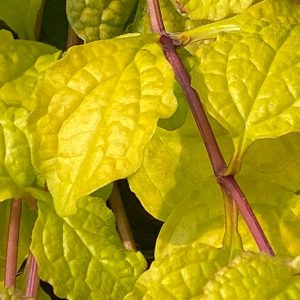Ajuga Feathered Friends™ 'Tropical Toucan', Yellow Ajuga, Golden Ajuga, Yellow Carpet Bugle, Bugle Feathered Friends™ 'Tropical Toucan', Carpet Bugle Feathered Friends™ 'Tropical Toucan', Carpetweed Feathered Friends™ 'Tropical Toucan'