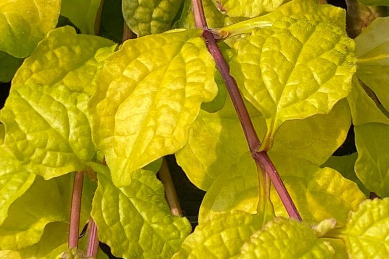 Ajuga Feathered Friends™ 'Tropical Toucan', Yellow Ajuga, Golden Ajuga, Yellow Carpet Bugle, Bugle Feathered Friends™ 'Tropical Toucan', Carpet Bugle Feathered Friends™ 'Tropical Toucan', Carpetweed Feathered Friends™ 'Tropical Toucan'