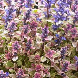 Ajuga tenorei Princess Nadia, Bugle Princess Nadia, Ajuga tenorei 'Piotrek01', Bugle 'Piotrek01', Tricolor Ajuga, Tricolor Bugle, Reblooming Ajuga, Reblooming Bugle