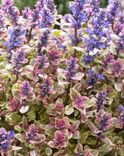 Ajuga tenorei Princess Nadia, Bugle Princess Nadia, Ajuga tenorei 'Piotrek01', Bugle 'Piotrek01', Tricolor Ajuga, Tricolor Bugle, Reblooming Ajuga, Reblooming Bugle