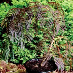 Albizia julibrissin Chocolate Fountain™, Albizia julibrissin, Silk Tree, Mimosa, Dark foliage, pink flowers, fragrant shrub
