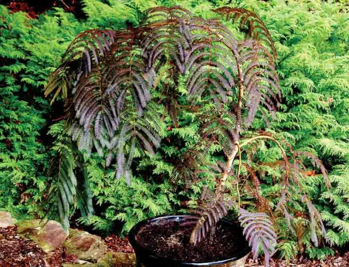 Albizia julibrissin Chocolate Fountain™, Albizia julibrissin, Silk Tree, Mimosa, Dark foliage, pink flowers, fragrant shrub