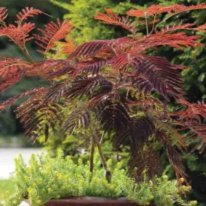 Albizia julibrissin Summer Chocolate, Albizia julibrissin, Silk Tree, Mimosa, Dark foliage, pink flowers, fragrant shrub
