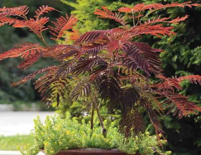 Albizia julibrissin Summer Chocolate, Albizia julibrissin, Silk Tree, Mimosa, Dark foliage, pink flowers, fragrant shrub