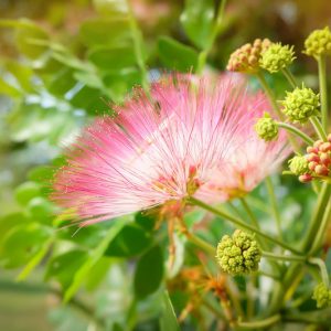 Albizia saman, Saman, Rain Tree, Monkeypod, Samanea saman, pink flowers,  Tropical Shade Tree, Shade Tree