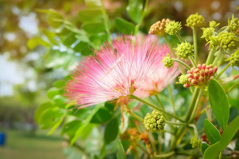 Albizia saman, Saman, Rain Tree, Monkeypod, Samanea saman, pink flowers,  Tropical Shade Tree, Shade Tree