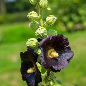 Alcea rosea 'Nigra',Hollyhock 'Nigra', Tall Perennial, Black flowers, Black Alcea, Black Hollylock