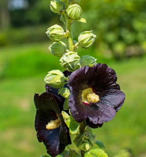 Alcea rosea 'Nigra',Hollyhock 'Nigra', Tall Perennial, Black flowers, Black Alcea, Black Hollylock