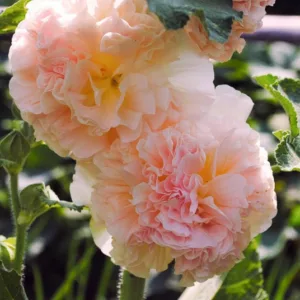 Alcea rosea PEACHES 'N' DREAMS™, Hollyhock PEACHES 'N' DREAMS™, Tall Perennial, Salmon flowers, Salmon Alcea, Salmon Hollylock