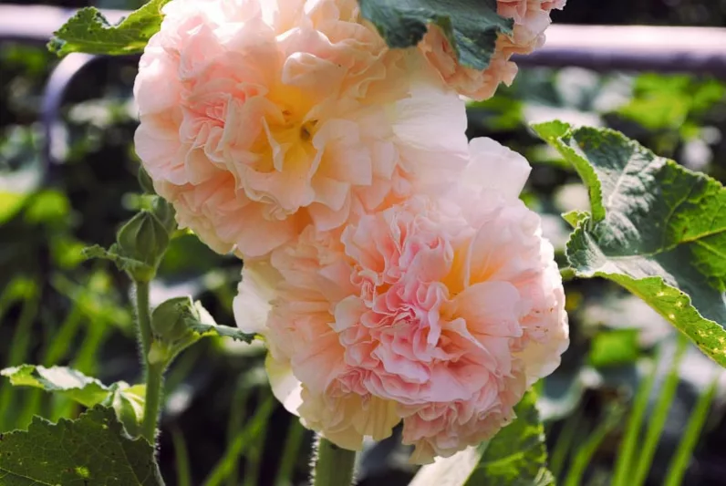 Alcea rosea PEACHES 'N' DREAMS™, Hollyhock PEACHES 'N' DREAMS™, Tall Perennial, Salmon flowers, Salmon Alcea, Salmon Hollylock