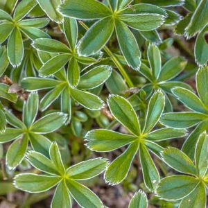 Alchemilla alpina, Alpine Lady's Mantle, Ground cover,