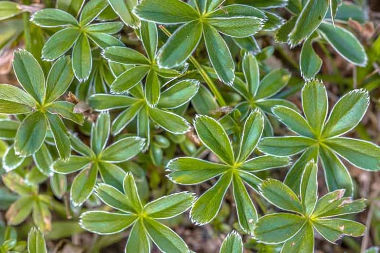 Alchemilla alpina, Alpine Lady's Mantle, Ground cover,