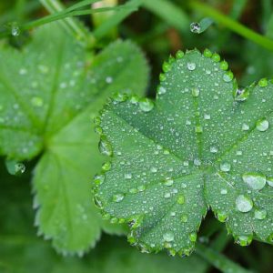 Alchemilla erythropoda, Dwarf Lady's Mantle, AGM perennial, deer tolerant plants, rabbits tolerant plants, award winning perennial