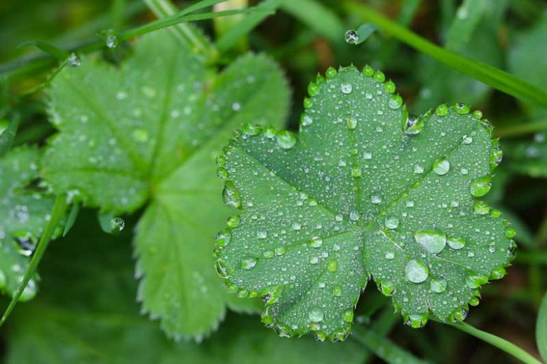 Alchemilla erythropoda, Dwarf Lady's Mantle, AGM perennial, deer tolerant plants, rabbits tolerant plants, award winning perennial