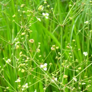 Alisma plantago-aquatica, Water Plantain, Deil's Spoons, Devil's Spoons, Mad Dog Weed, Thumbwort