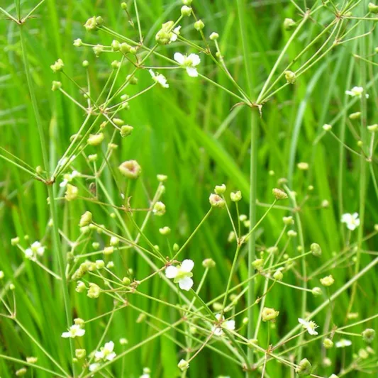 Alisma plantago-aquatica, Water Plantain, Deil's Spoons, Devil's Spoons, Mad Dog Weed, Thumbwort