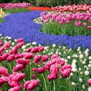 Fragrant Spring Bulbs, Fragrant Tulips, Fragrant Daffodils, Fragrant Narcissus, Fragrant Narcissi, Fragrant Muscari, Hyacinths, Fragrant spring flowers