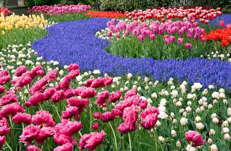 Fragrant Spring Bulbs, Fragrant Tulips, Fragrant Daffodils, Fragrant Narcissus, Fragrant Narcissi, Fragrant Muscari, Hyacinths, Fragrant spring flowers