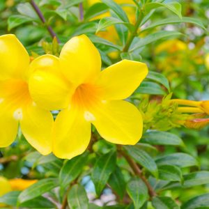 Allamanda cathartica, Golden Trumpet, Allamanda, Yellow Flowers
