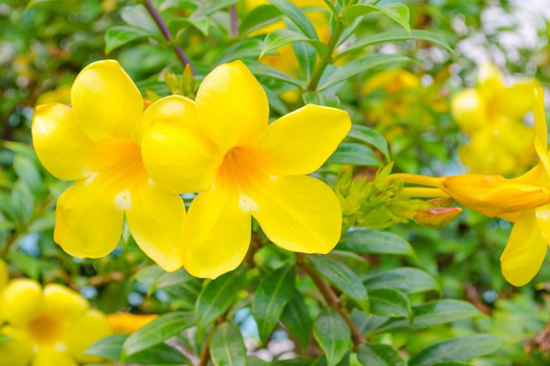 Allamanda cathartica, Golden Trumpet, Allamanda, Yellow Flowers