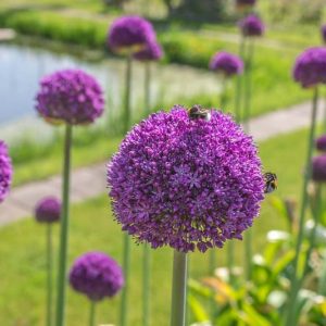 Allium Ambassador, Ornamental Onion 'Ambassador', Ornamental Garlic 'Ambassador', Spring Bulbs, Spring Flowers, Purple flowers, Late spring flowers, deer resistant flowers