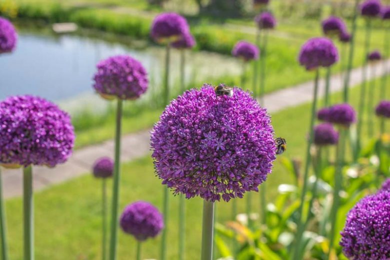 Allium Ambassador, Ornamental Onion 'Ambassador', Ornamental Garlic 'Ambassador', Spring Bulbs, Spring Flowers, Purple flowers, Late spring flowers, deer resistant flowers
