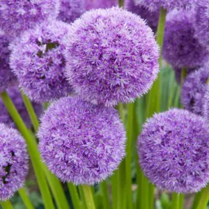 Allium His Excellency, Ornamental Onion 'His Excellency', Ornamental Garlic 'His Excellency', Spring Bulbs, Spring Flowers, Purple flowers, Late spring flowers, deer resistant flowers