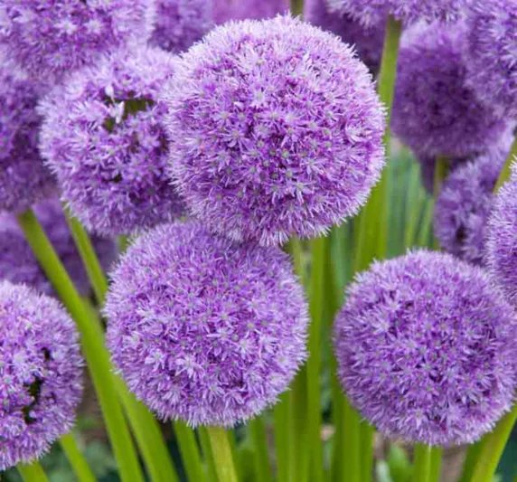 Allium His Excellency, Ornamental Onion 'His Excellency', Ornamental Garlic 'His Excellency', Spring Bulbs, Spring Flowers, Purple flowers, Late spring flowers, deer resistant flowers