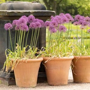 Allium Rosenbachianum, Ornamental Allium, Showy Persian Onion, Showy Onion, Purple Flowers