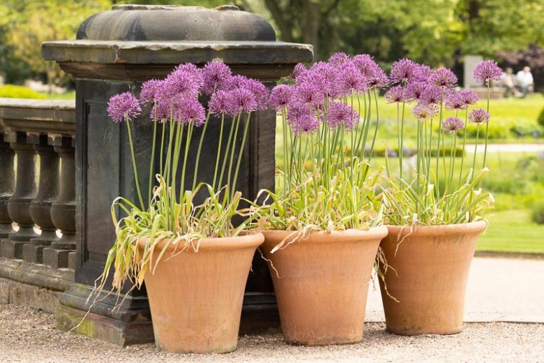 Allium Rosenbachianum, Ornamental Allium, Showy Persian Onion, Showy Onion, Purple Flowers
