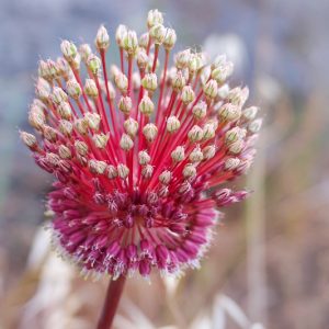 Allium amethystinum 'Red Mohican', Amethyst Allium 'Red Mohican', Ornamental Onion 'Red Mohican', Red Allium, Tall Red Allium, Spring Bulbs, Spring Flowers