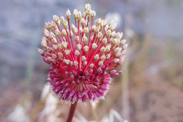 Allium amethystinum 'Red Mohican', Amethyst Allium 'Red Mohican', Ornamental Onion 'Red Mohican', Red Allium, Tall Red Allium, Spring Bulbs, Spring Flowers