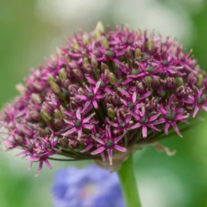 Allium atropurpureum, Allium nigrum var. purpureum, Spring Bulbs, Spring Flowers, Spring Bulbs, Spring Flowers,Giant Onions, Purple flowers
