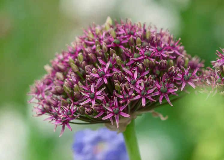 Allium atropurpureum, Allium nigrum var. purpureum, Spring Bulbs, Spring Flowers, Spring Bulbs, Spring Flowers,Giant Onions, Purple flowers