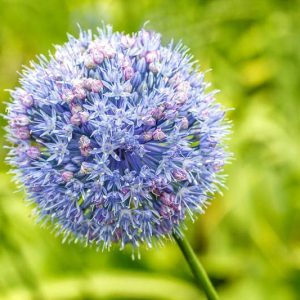 Allium Caeruleum, Allium Azureum, Allium Caeruleum Azureum, Allium Coerulescens, Azure-Flowered Garlic, Blue-Flowered Garlic, Flowering Onion, Ornamental Onion, Spring Bulbs, Spring Flowers