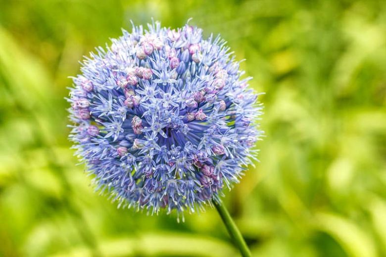 Allium Caeruleum, Allium Azureum, Allium Caeruleum Azureum, Allium Coerulescens, Azure-Flowered Garlic, Blue-Flowered Garlic, Flowering Onion, Ornamental Onion, Spring Bulbs, Spring Flowers