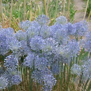 Allium caesium, Light Blue Garlic, Blue Allium, Blue Garlic, Allium urceolatum, Flowering Onion, Ornamental Onion, Spring Bulbs, Spring Flowers