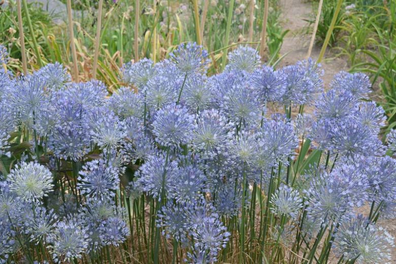 Allium caesium, Light Blue Garlic, Blue Allium, Blue Garlic, Allium urceolatum, Flowering Onion, Ornamental Onion, Spring Bulbs, Spring Flowers